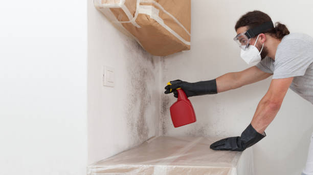 Professional Basement Mold Remediation technician working in Alexandria, MN