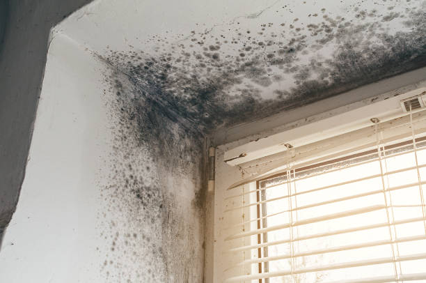 Affordable Basement Mold Remediation solutions in Alexandria, MN