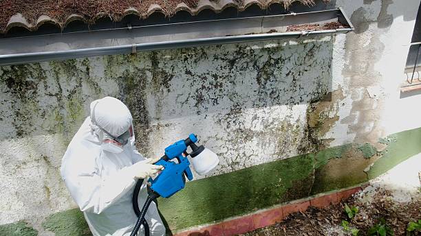 Top rated local Basement Mold Remediation specialists in Alexandria, MN